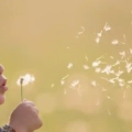 The Gift of a Quiet Summer