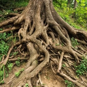 Get to the root of your distress with attachment-based psychotherapy.